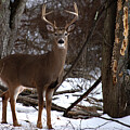 Pocono Buck